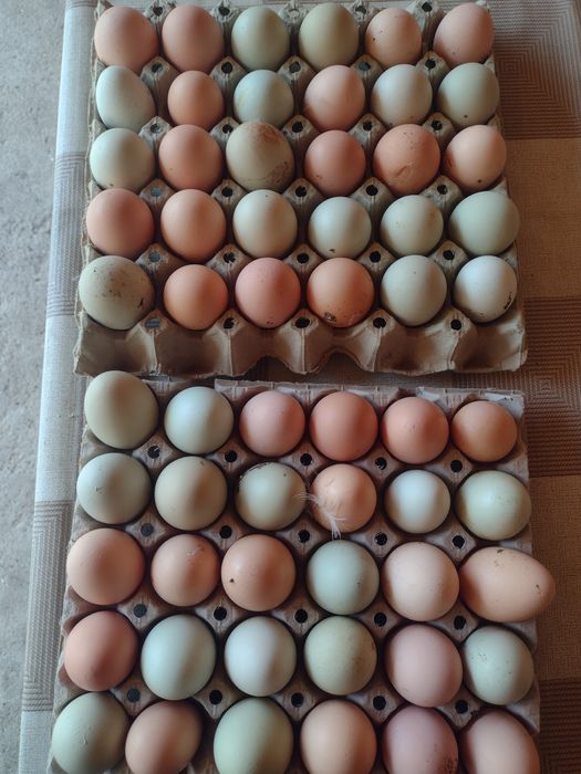 Продавам оплодени яйца за люпене