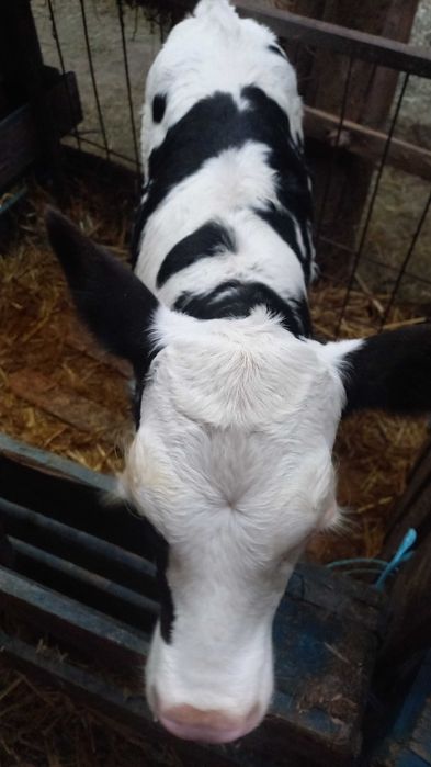 Vând vițele frumoase