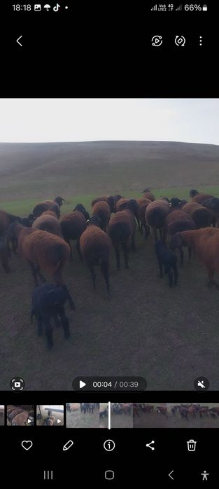 Қозлы қой сатылады.