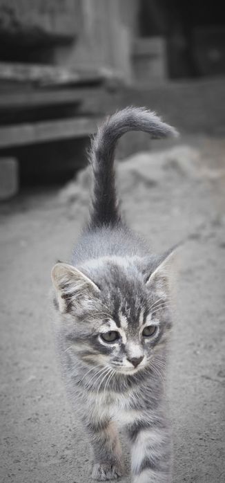 Котята в хорошие, добрые руки