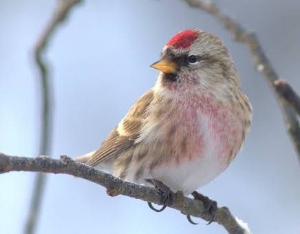 Чечетка самец поющий