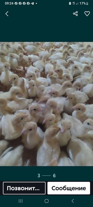 Бронза 708 ва биг6 курка жужалари сотилади