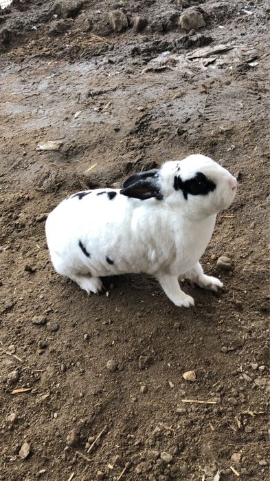 Femele iepure rex pitic