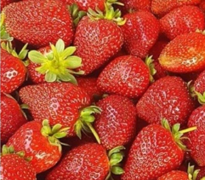 Разсад целогодишна ягода Албион – собствено производство, сладка и едр