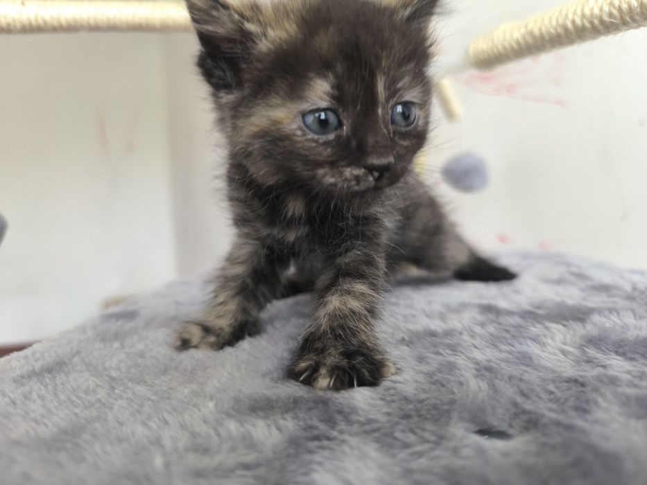 Котята на пристройство