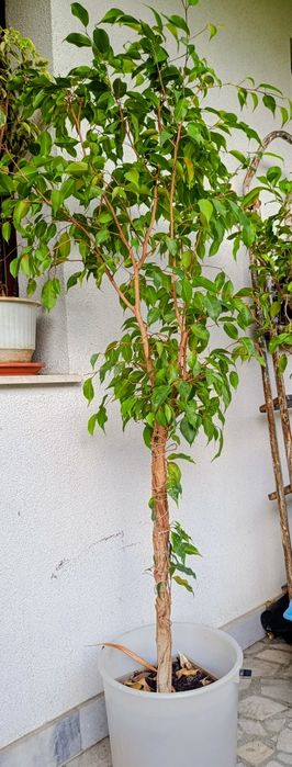 Фикус Бенджамин Microcarpa 150 см.