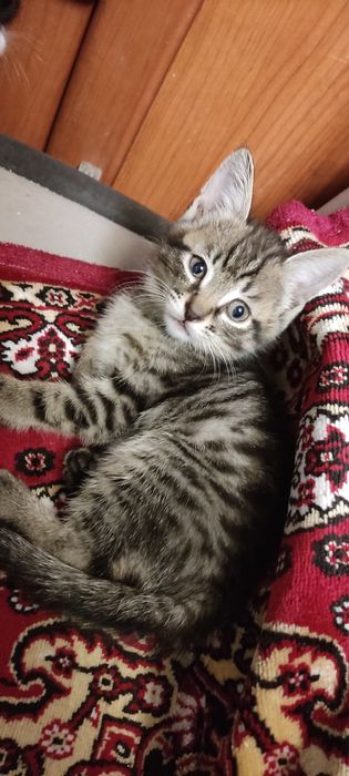 Котята в хорошие руки