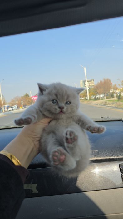 Британские мальчик и девочка