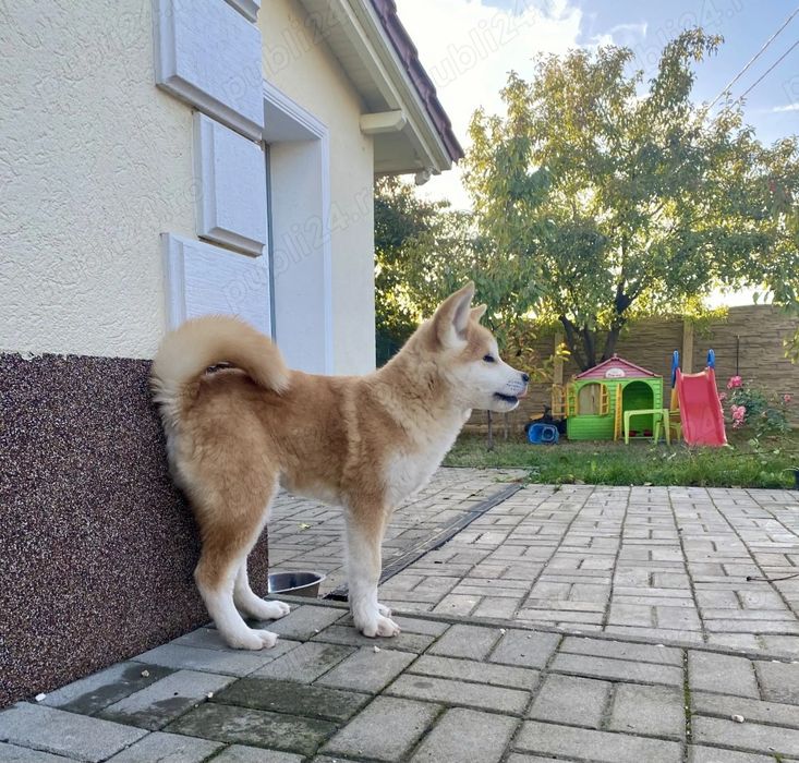 Femelă Akita Inu de 6 luni loială echilibrată iubitoare