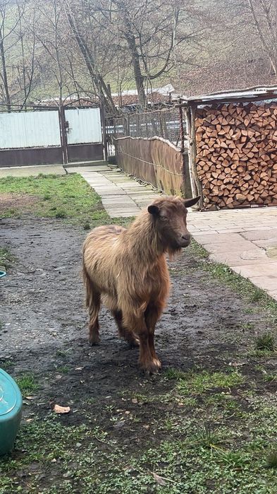 Capră vătuie tânără