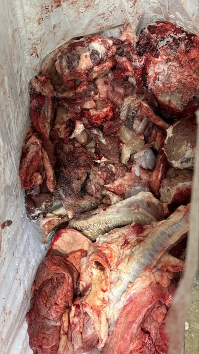 Мякоть для собак, собачяя