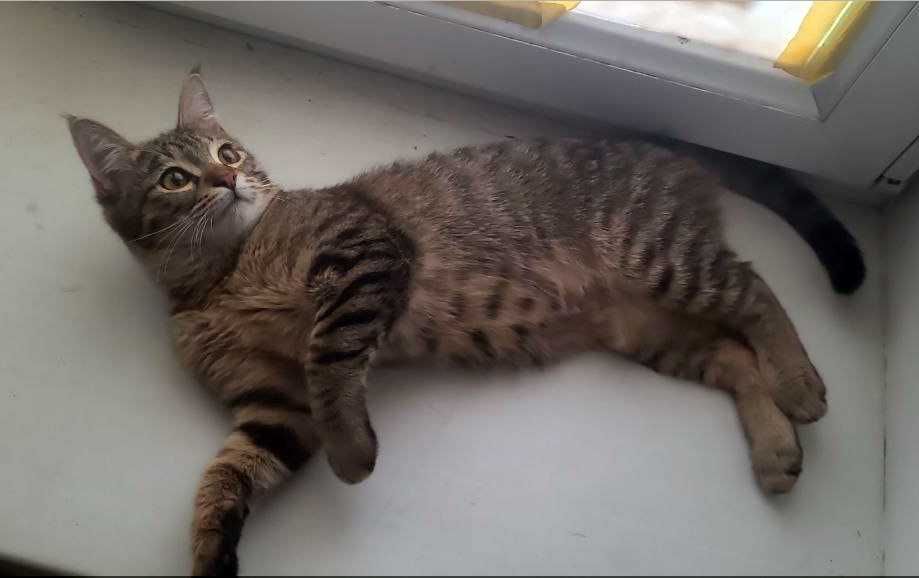 Котенок девочка 4 месяца