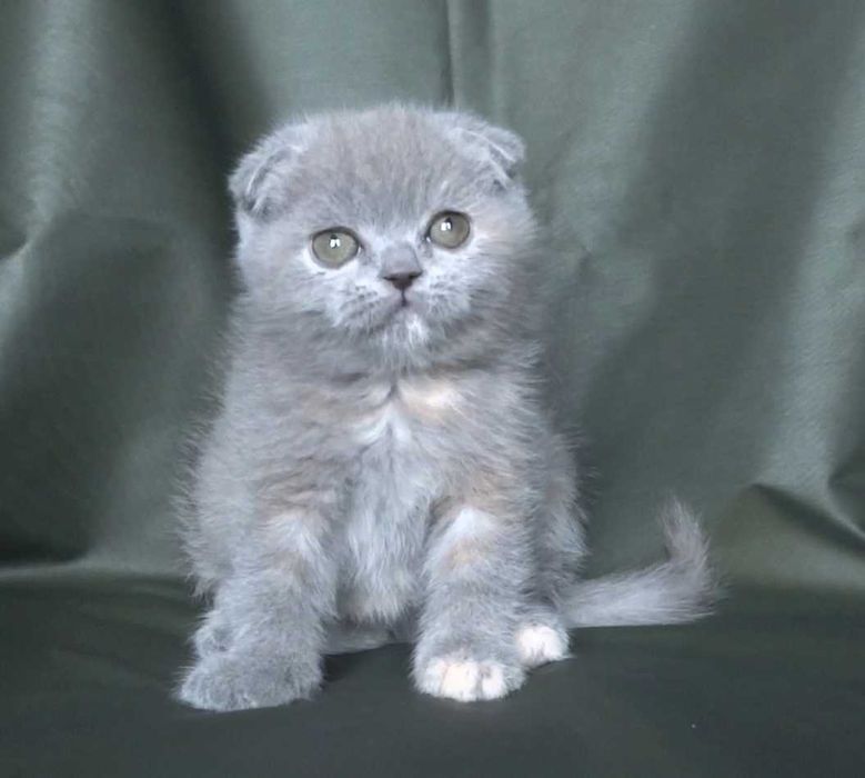 Шотландско и Британско късокосмести котенца