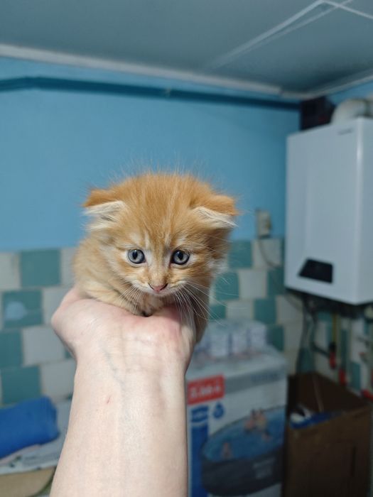 Котята шотландцы