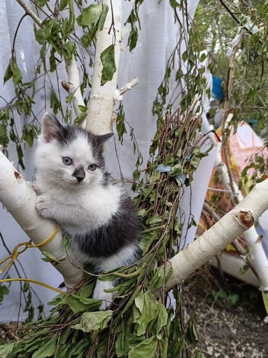 Отдам в добрые, руки котят. Мальчики и девочка