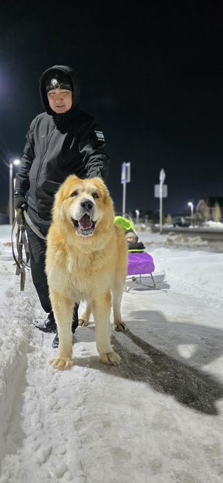 Ищет подругу на вязку