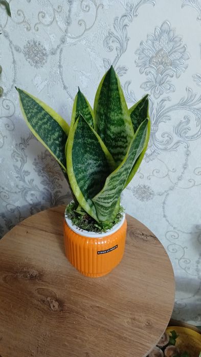 Комнатные растения
