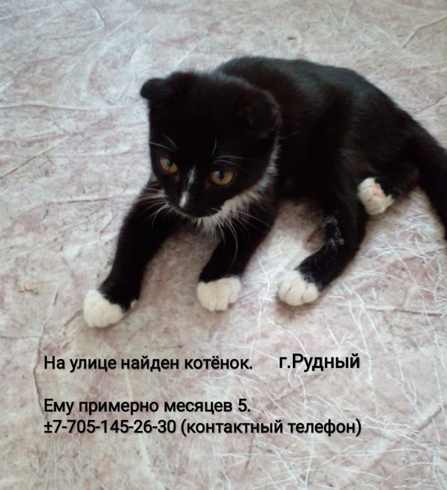 Отдам котенка  красивого