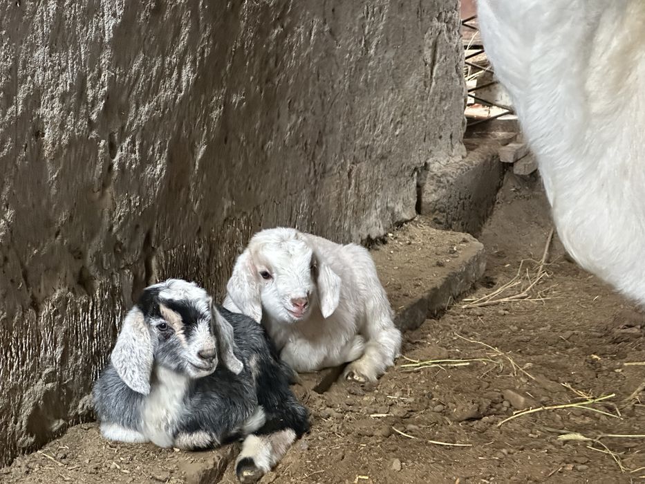 Ешкі  Коза сатылады