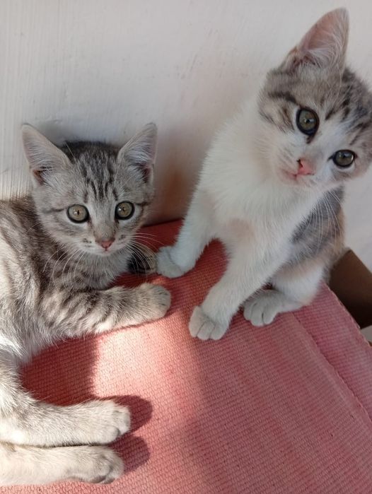 Отдам котят в хорошие руки