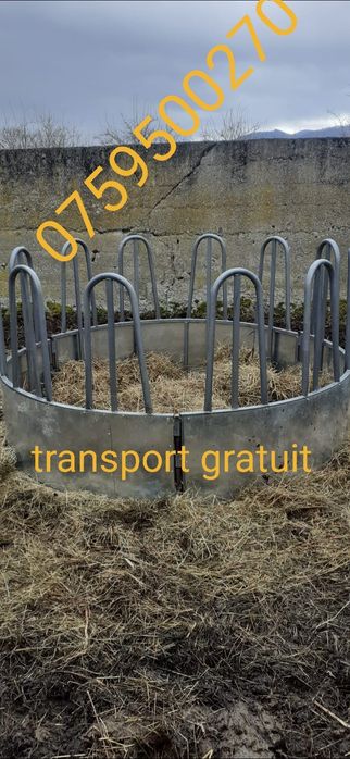 Iesle vaci cu 12 posturi