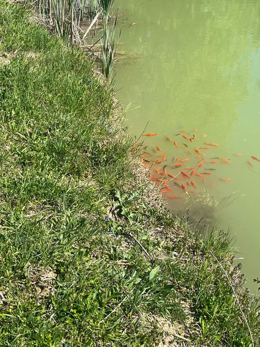 Vând crap Koi ornamentali pentru iaz. Crescuți în iaz exterior în județul Alba, Sâncel.