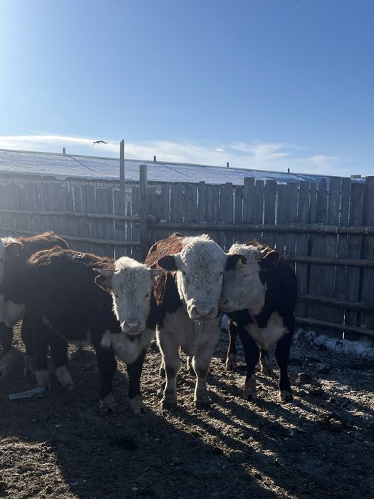 Акбас белоговык бычки