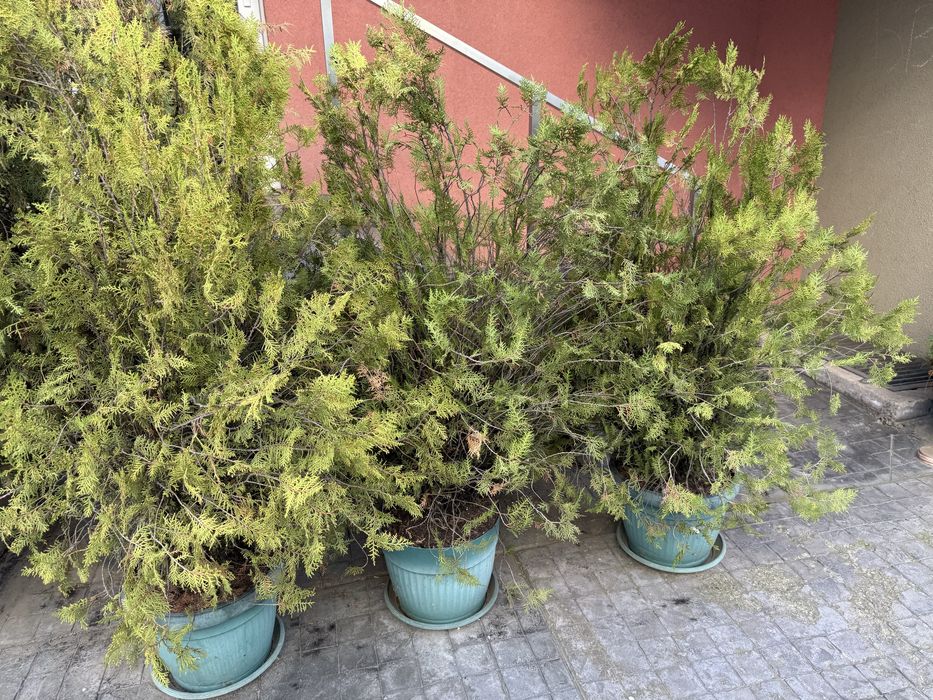 11 евро туя 150 см.