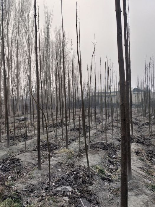 Pavloniya - M1  va Shangton navlari