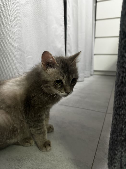 Отлам в добрые руки котят