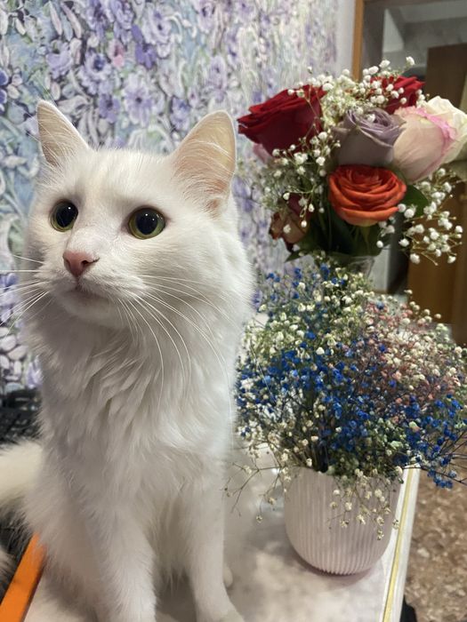 Отдам кошку в добрые руки