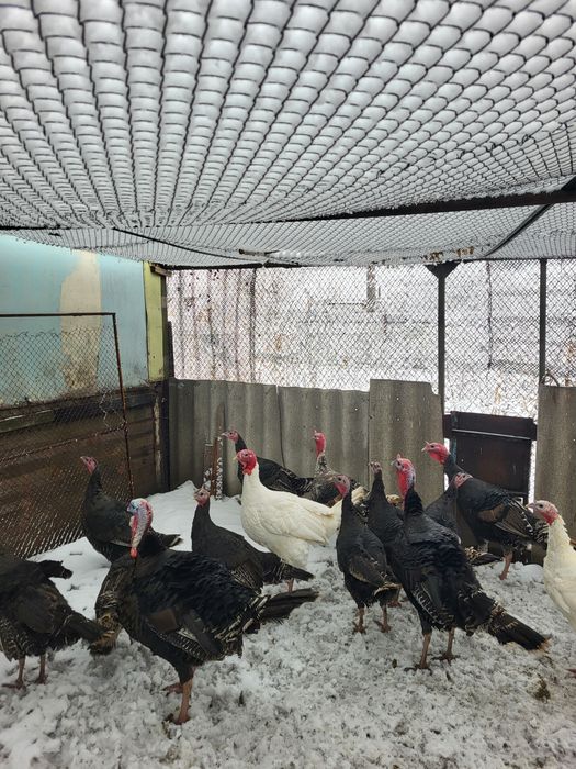 Продам индюков молодых