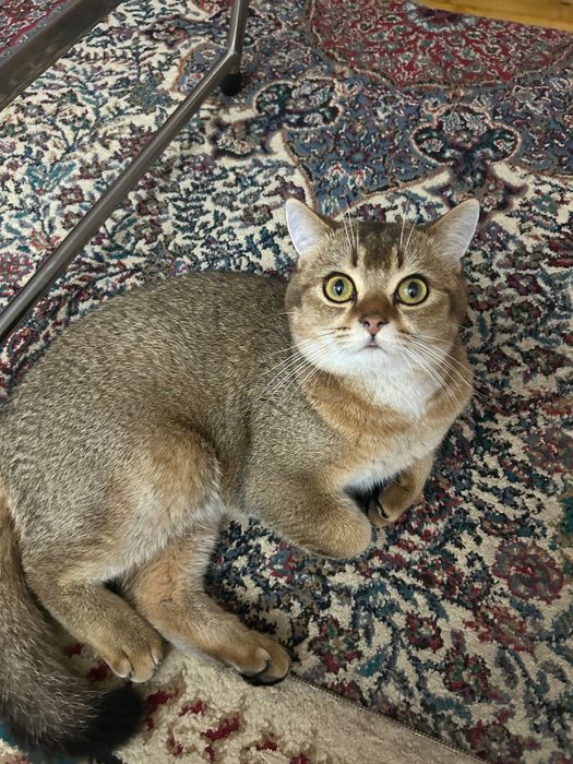 Кот на вязку! Британский чистокровный кот. Окрас: Золотая шиншилла