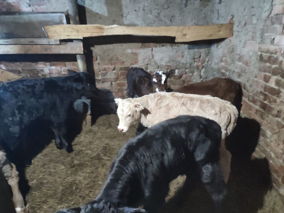 Телята бычки и тёлочки