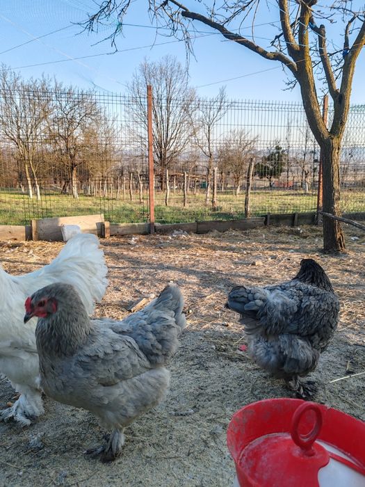 Oua Brahma, Wiandotte, Pita Pinta