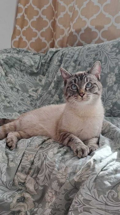 Ласковый котик ищет дом