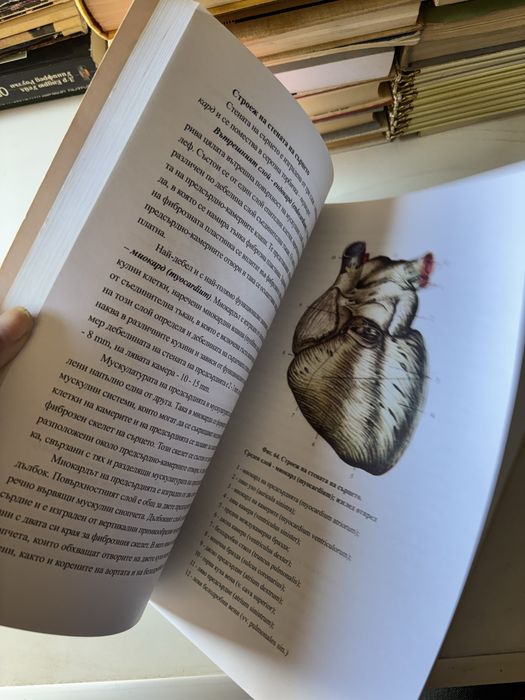 Анатомия на човека | Втора част | Вътрешни органи, сърдечносъдова система, нервна система