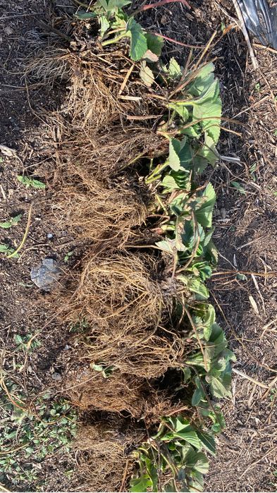 Продам Рассаду Клубники Альбион НСД Ремонтантного сорта