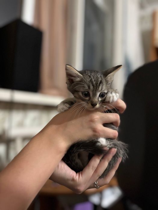 Котята 4 пацана 1 девочка