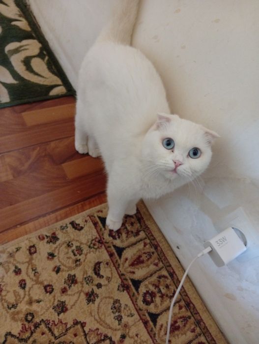Кошка вислоухая чистая белая стерильная умная домашняя