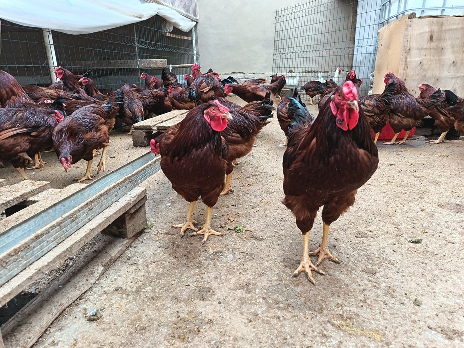 Кизил ëш ху́розлар сотилади...