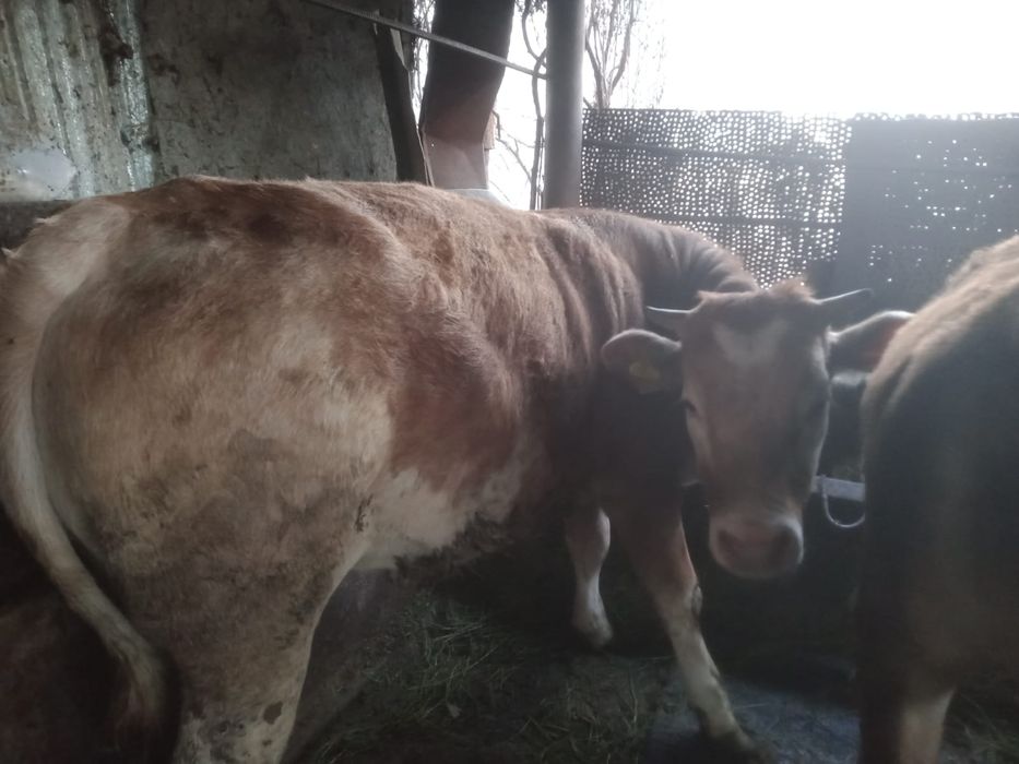 Продам тёлок, три штуки.