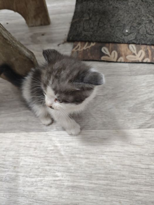 Отдам котят в хорошие руки