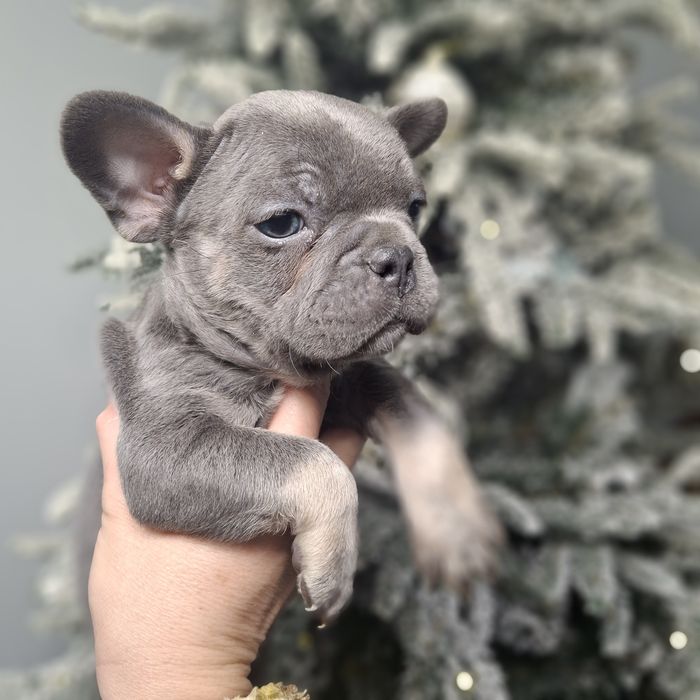 Шикарный мальчик породы французский булдог