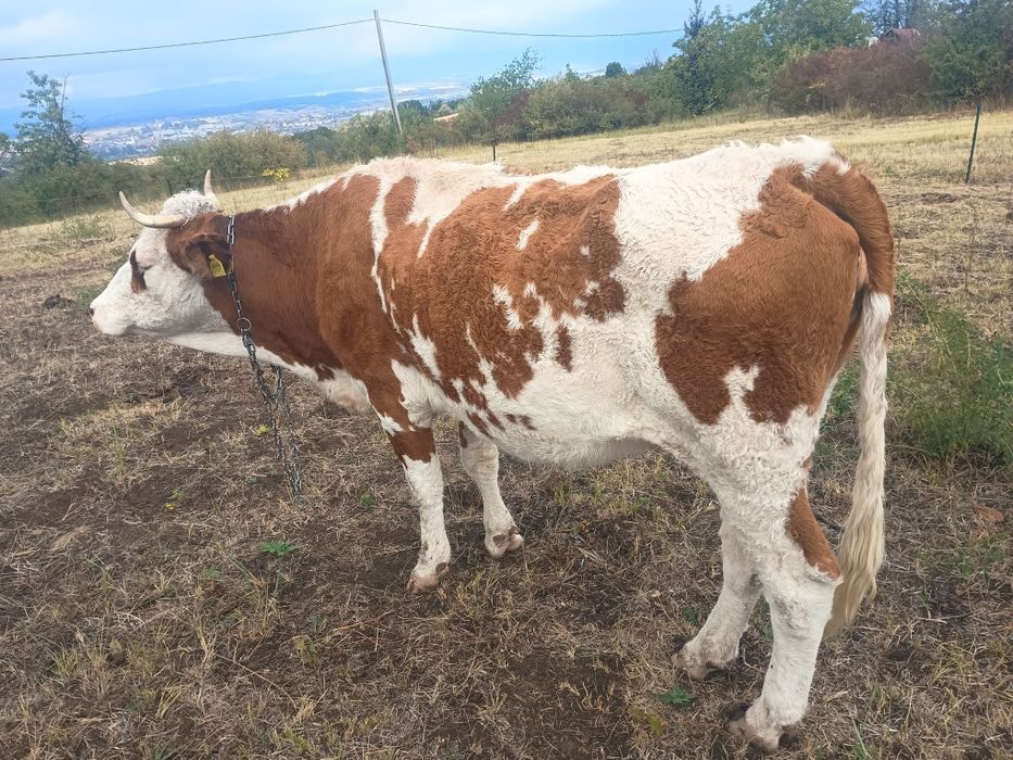 Vaca de 6 ani de vanzare