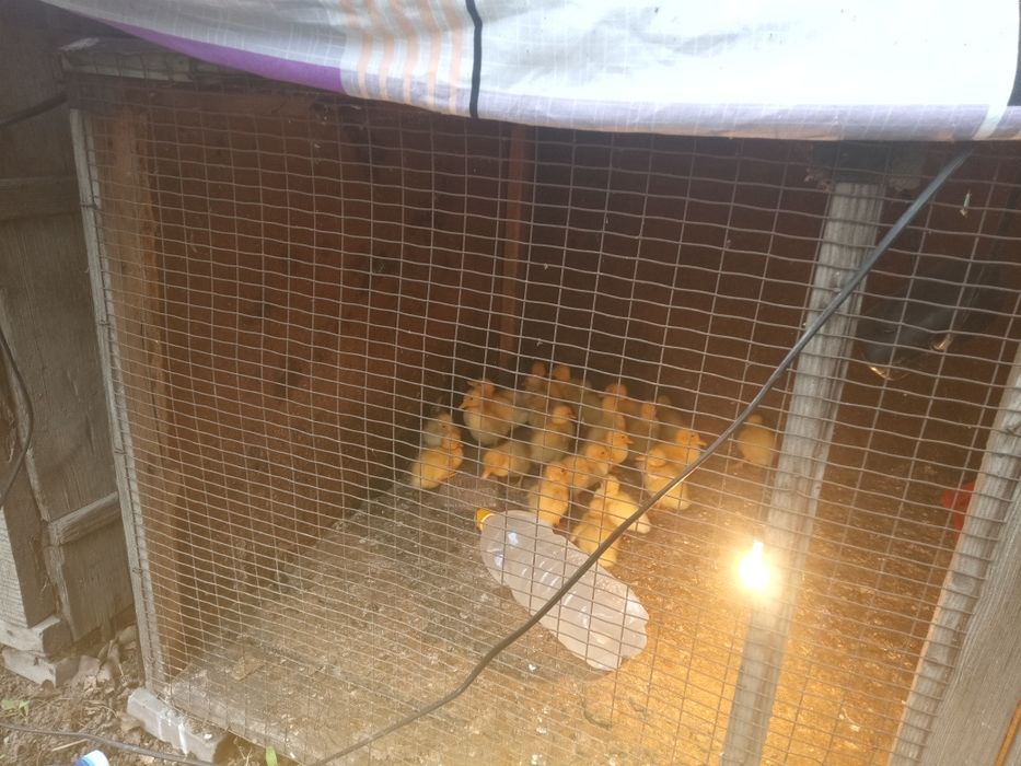 Утята бройлкрные