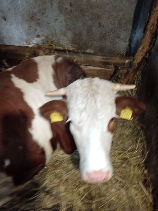 Junincă 500kg 3 ani Bălțată Românească