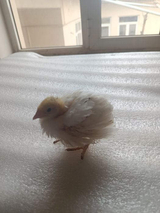 Бедана жужалари белый гигант 15 кунлик