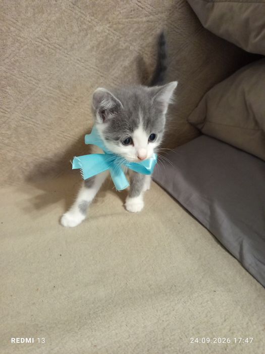Кошка с котенком