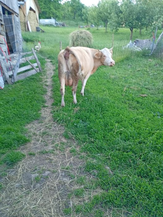 Vind vaca  de 6 ani și juninca de 3 ani fatata recent